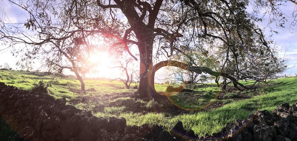 Friedman Joel MD photo 1