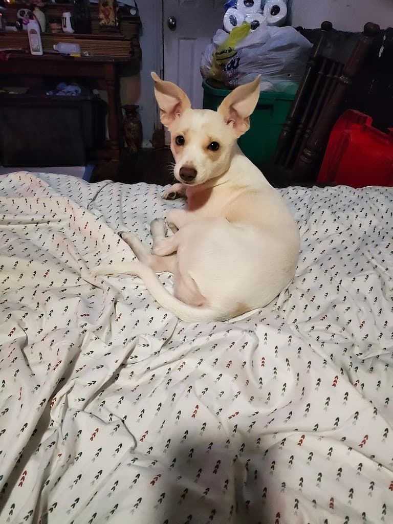 Center for Pain- Mobile photo 1